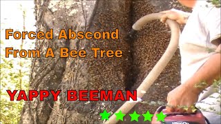 Forced Abscond From a Bee Tree Video Tutorial