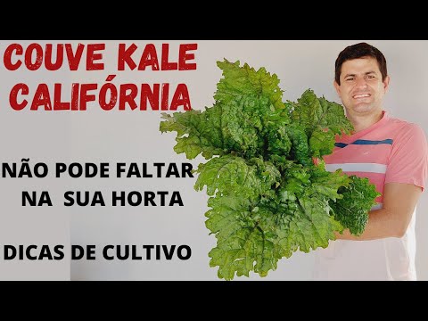 Vídeo: O que é o alho precoce da Califórnia - dicas para cultivar dentes de alho precoce da Califórnia