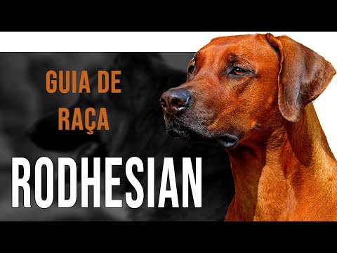 Vídeo: Nomes africanos fortes do cão para um Rhodesian Ridgeback (de Ata a Zula)