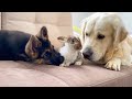 Golden Retriever and German Shepherd Puppy Meet New Baby Rabbit