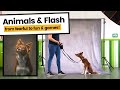 Start your pet photoshoots with this... | Desensitise Animals to Flash for Pet Photography in Studio