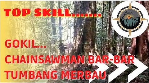 TOP SKILL... chainsaw man  Bar-bar tumbang pohon merbau Papua || cutting down merbau trees in Papua