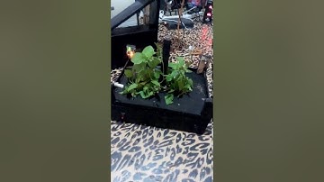 smart crop protection system against wild animals