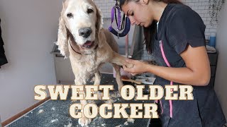 COCKER SPANIEL GOES TO THE GROOMERS | RURAL DOG GROOMING