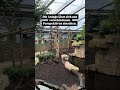 Riesenotter und Schwarze Brüllaffen in der Meranti Halle im Allwetterzoo Münster 2026