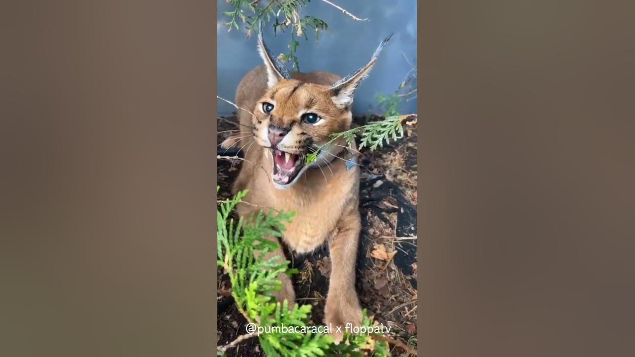 Caracal Pumba Loves to Eat Chicken : Floppa #shorts - YouTube