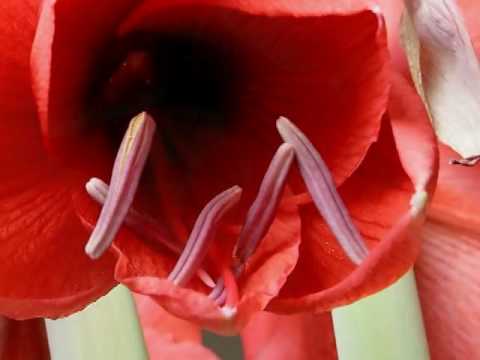 Video: Amaryllis: Blomversorging Tuis + Foto En Video