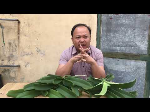 Phong lan đai châu. Sơn cầm