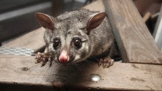How to Get Rid of Possums From a Roof?