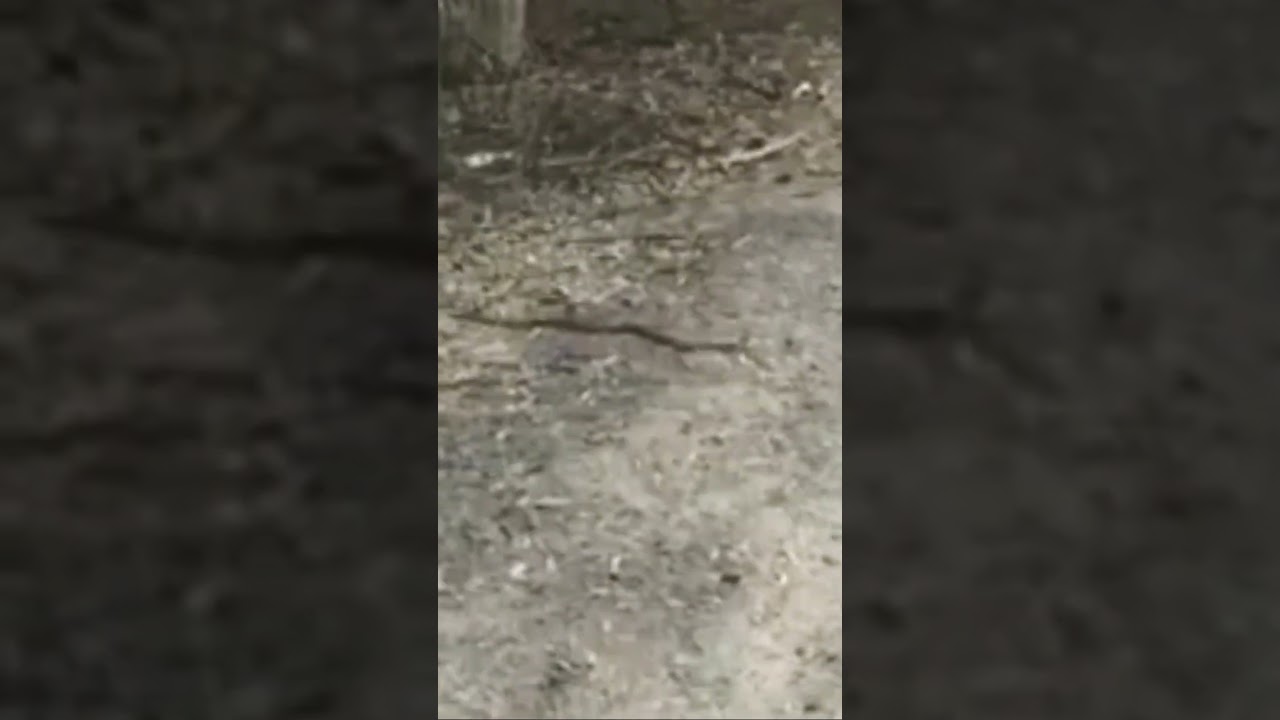 Eastern Brown Snake Sunbaking, Lakeside Park Qld.