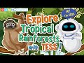 Rainforest Wildlife and Adaptations