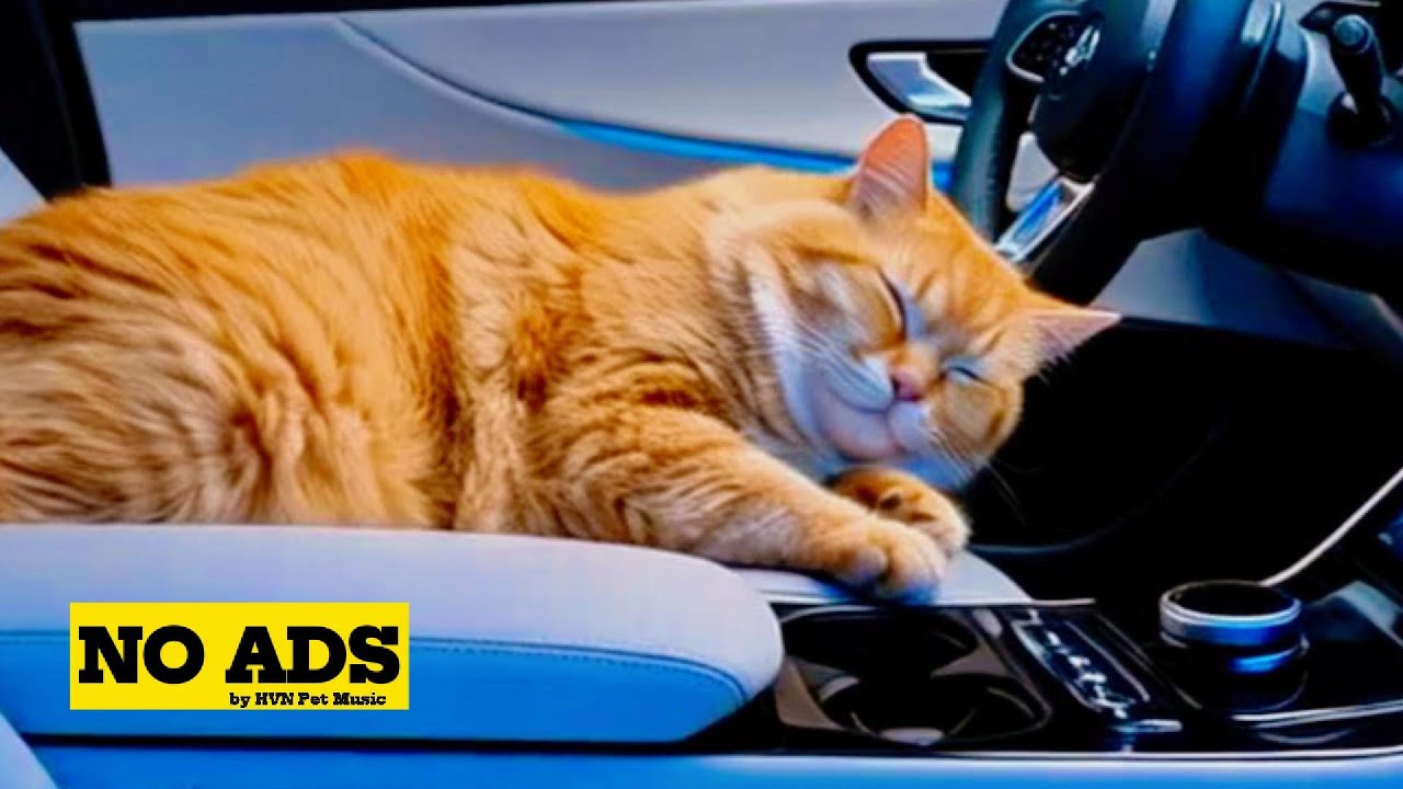9 HOURS | Stress Free Rides - Gentle Car Journey Music for Cats | HVN Pet Music