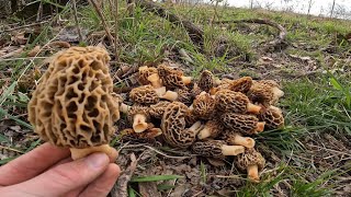 Morel Mushroom Hunting 2024!