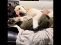【犬ってこんなにかわいいの?】大型犬と田舎暮らし【ゴールデンレトリバー】ほぼ毎日発信中✨