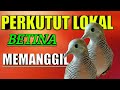 Suara Perkutut Lokal Betina Memanggil Jantan