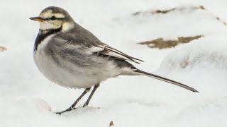 White Wagtail Door County Wisconsin Siberian bird on Lake Michigan!!!!!