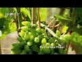 Une vigne rustique et prcoce  vinis vitifera philipp truffaut