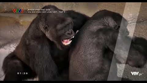 [VTVLIFE - THẾ GIỚI ĐỘNG VẬT] - Câu chuyện về khỉ đột