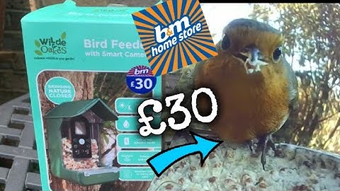 Check Out This Amazing £30 B&M Bird Feeder with Smart Camera!