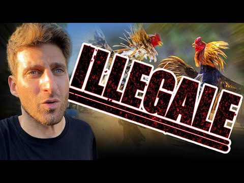 I INFILTRATED an ILLEGAL GALLFIGHT