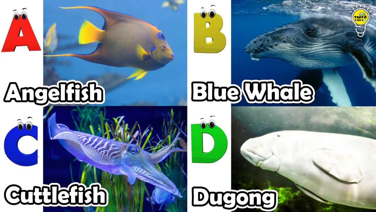 ABC phonics animals | ABC Sea Animals song | English and Animals for ...