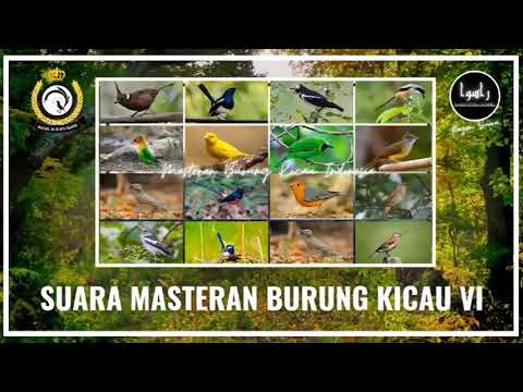 MASTERAN KOMBINASI SEMUA JENIS BURUNG KICAU MATERI LENGKAP PALING BANYAK DICARI TERBARU 2023