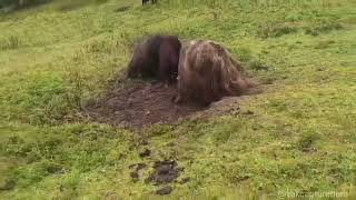 Yak Enters Rival Territory in High Mountains | Natural Wildlife Behavior Documentary