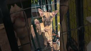 Active Girl Will Be Starting Her Hog Training