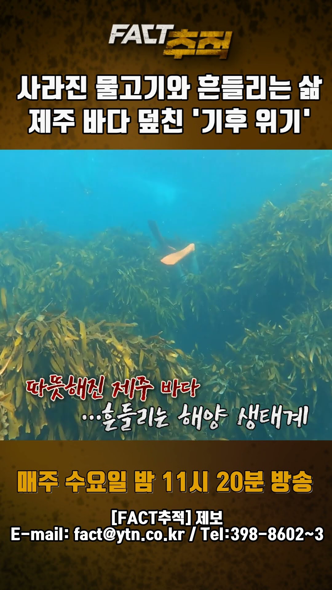 [팩트추적] 사라진 물고기와 흔들리는 삶 제주 바다 덮친 '기후 위기' #shorts / YTN