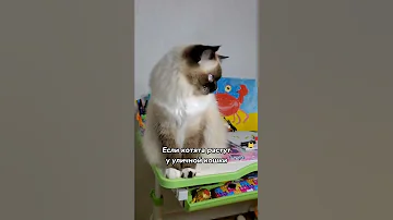 Почему кошки не любят сидеть на руках