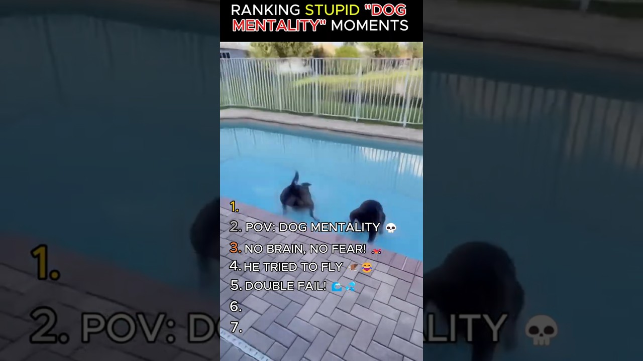 DOG MENTALITY is on another level... 💀