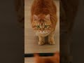 😹 What’s This Imposter Doing in My House!  #cat