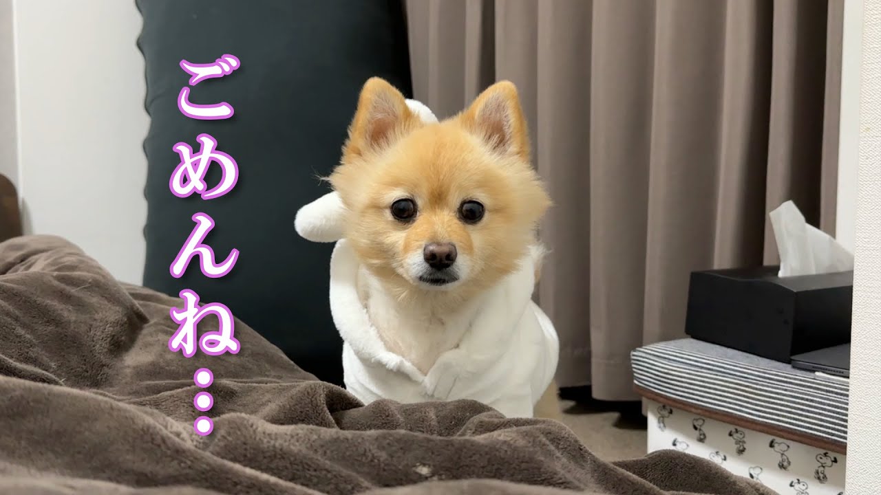 飼い主が疲労困憊で寝込んでいる時の愛犬の行動が… - YouTube