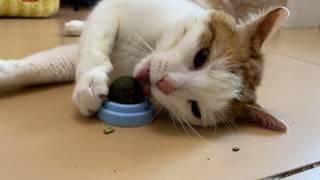 Bunny cat attaking catnip ball