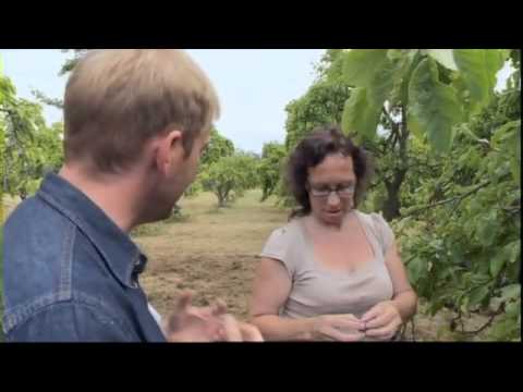 Video: Warwickshire Drooper Meyvə Ağacları: Artan Warwickshire Drooper gavalı