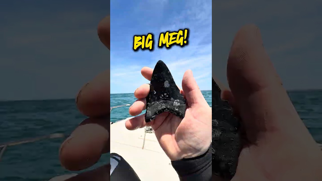 My Biggest Megalodon Shark Tooth!