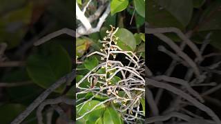 Encontramos essa Micro orquídea Campylocentrum florida no Habitat #natureza #flores