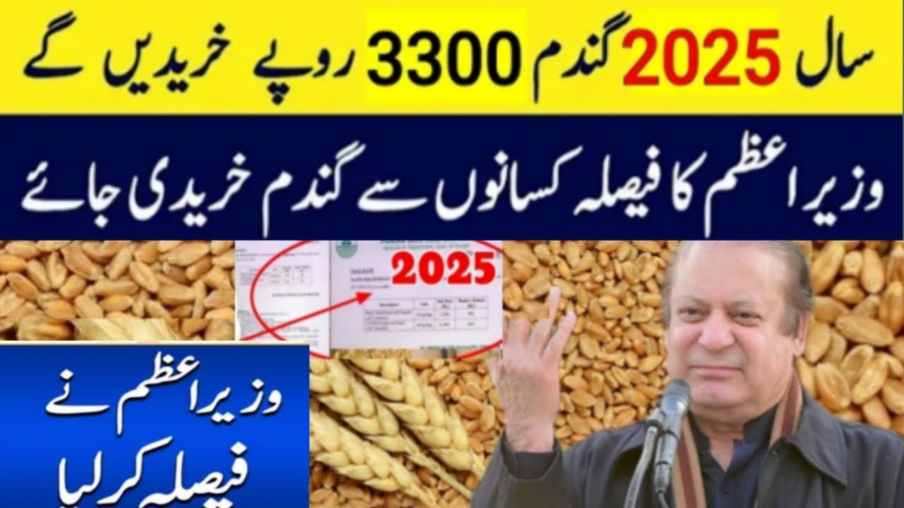 wheat price today in punjab | گندم کا ریٹ 2025 | gandam rate today ...