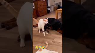 Kucing Lucu - Random Bikin Ngakak