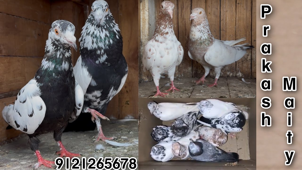 9 birds successfully delivered to Prakash Maity bhai | Purbo Madnapur | Panskura | West Bengal 