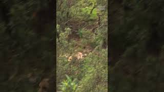 🦊 ¡Zorro a toda prisa!