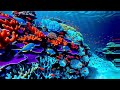 Copyright Free Coral Reef TV Screensaver | 4K Ocean  | Stunning Liquid Abstract Display