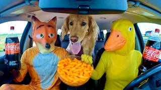Rubber Ducky Surprises Fox & Puppy in Car Ride Chase