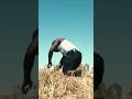 #ShortFilm Video “ Beneath The Sand “ 2025