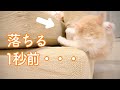 初めて子猫がソファーに登れました。そして落ちました。