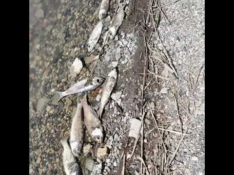 Озеро зункарь нефтекумский район Озеро зункарь нефтекумский район