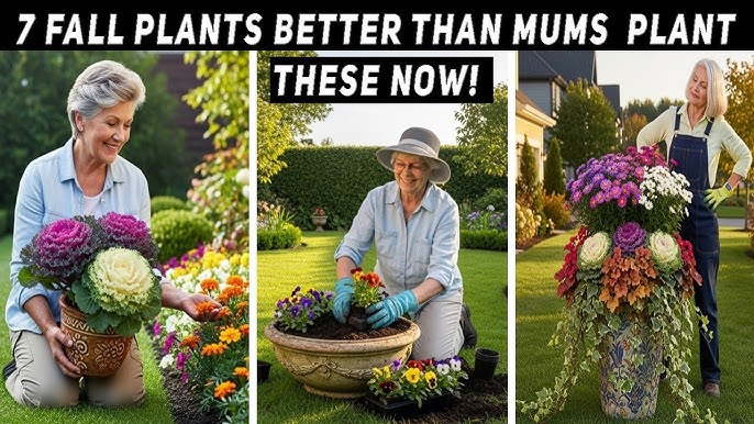 Best Outdoor Plants in Central Florida: Top Picks for Lush Gardens 3 Best Outdoor Plants in Central Florida: Top Picks for Lush Gardens