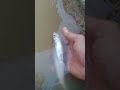 Sepertinya tidak mau di lepas liarkan atau dia mau berterima kasih..!