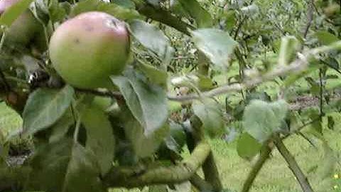 Apple genetics and scab resistant varieties