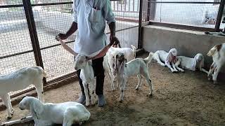 हैदराबादी बकरियों का सेटअप ब्यावर राजस्थान 9929434548